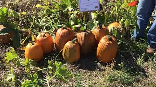 2020 Pumpkin Variety Trial - Large Jack-O'-Lanterns