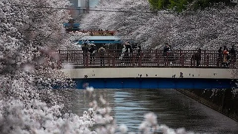 Сезон цветения сакуры в Токио - 天天要闻