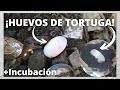 ¡Encontré huevos de tortuga! 😱|Primeros huevos de la temporada +Incubación 🥚🐢