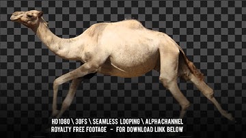 Camel running. Isolated and cyclical animation. Alpha channel included.