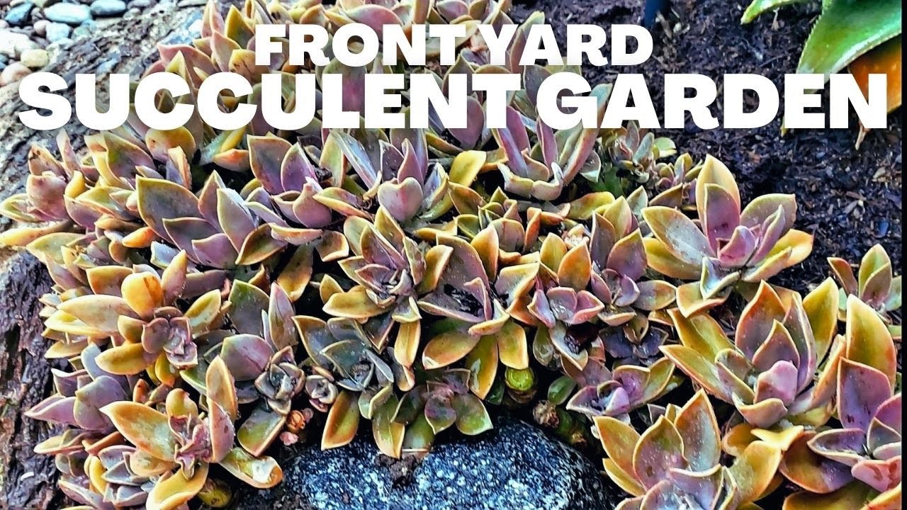 FRONT YARD SUCCULENT GARDEN (BEFORE & AFTER)