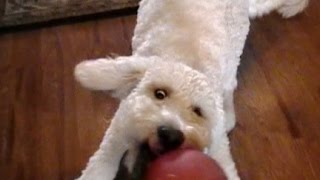 Rhett Barkley World Famous Dendoodle Channel Trailer