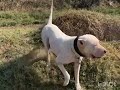 Stray Dog Chooses His FamilyBy Jumping Into Their Car | The ...