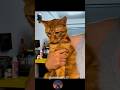 Cat video😱😱😱😱😱 #funny #catvideos #trolllife #trendingvideo #catfunny