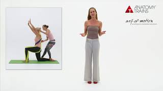 About Anatomy Trains in Motion