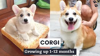 Corgi Puppy growing up timelapse | Corgi Compilation | Too Cute! by Viral Animal Tales 17,991 views 3 years ago 5 minutes, 43 seconds