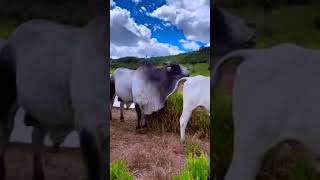 Cow Mating