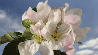 Apple blossom flowers opening time lapse. Petals opening with cloudy sky background. Malus Spring 4K