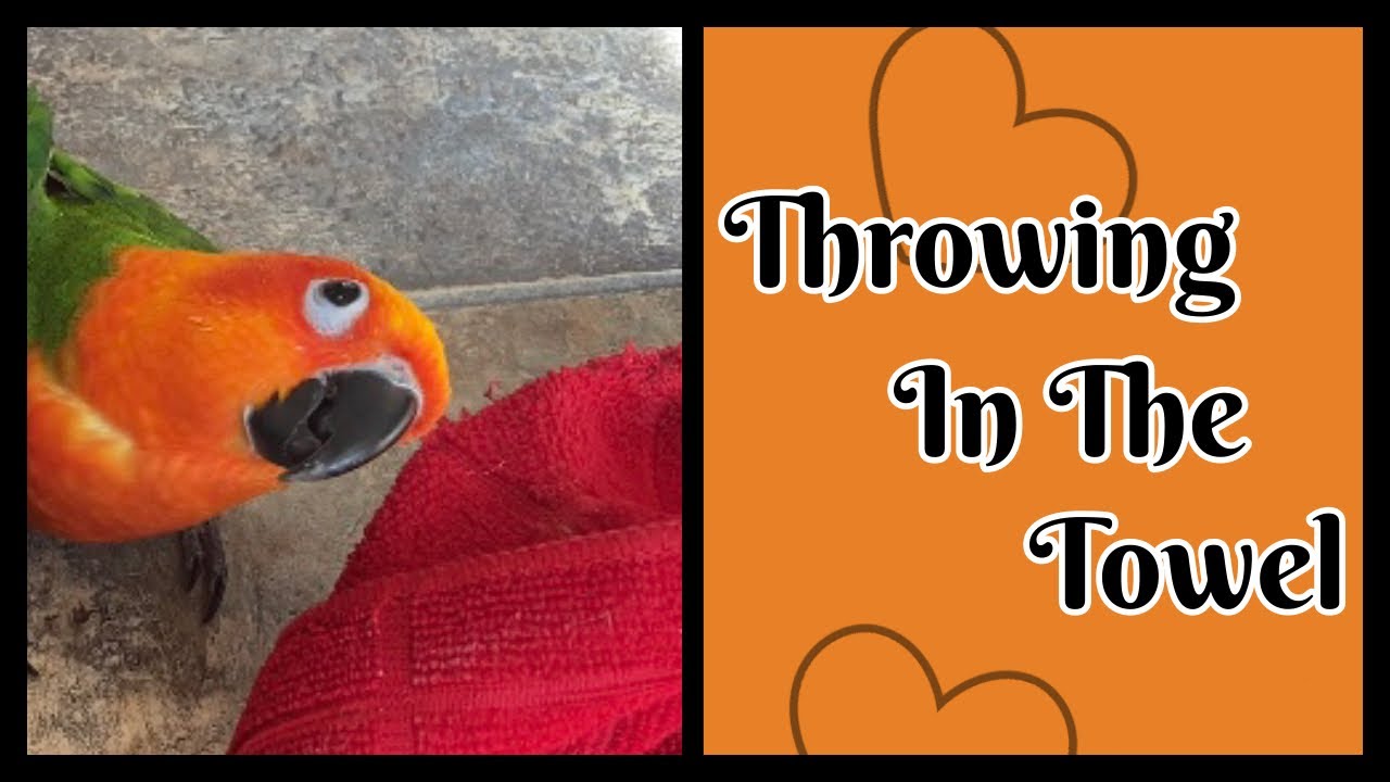 Mama B Throws In The Towel With Voodoo