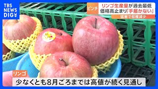 「高いけどさらに上がる」過去最低の生産量でリンゴの価格が高騰中　買い時は…イマ？｜TBS NEWS DIG｜なな湖なな湖