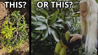 Don't Give Up on Your Mango Tree! (Try This First)