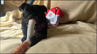 Homrich Cigarette Dog Toy Review! Super Funny!