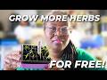 How I Propagate Rosemary, Lemon Thyme &amp; French Thyme | Frugal Herb Gardening