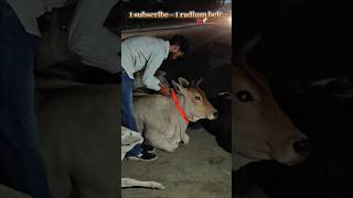 JAY SHREE RAM 🚩JAY GAU MATA 🚩 #liveaccdient #viral #shorts #youtubeshorts #shortvideo #cow #short