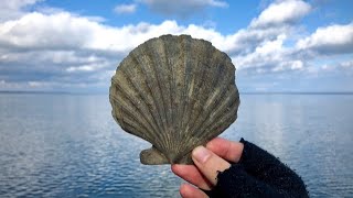 Finding Huge Fossil Shells on the Last Day of the Decade | New Year’s Eve Fossil Hunt by HoppeHunting 2,065 views 4 years ago 9 minutes, 51 seconds