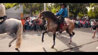 "Capricho"  (Pure Spaniard Horse)