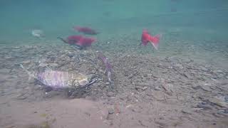 Female Chum Salmon Digging Her Redd Or Nest Where She'll Deposit Her Eggs