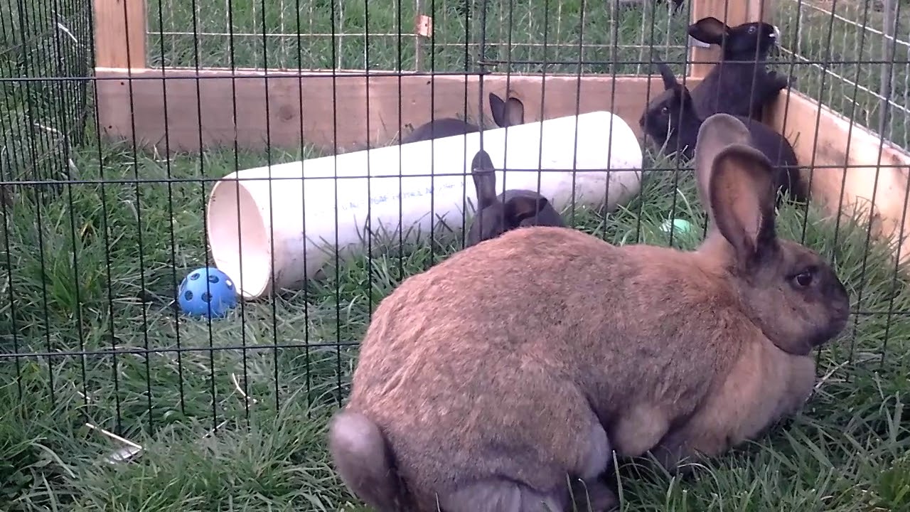 Enderby Island Rabbit kits at 7 weeks of age. - YouTube