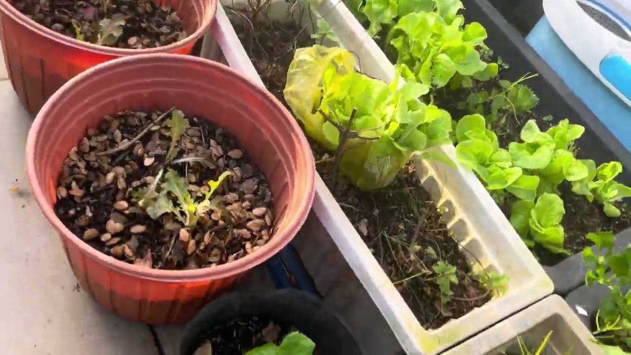 #79-Hôm Nay Lên Sân Thượng Tầng 3 Thu Hoạch Rau Củ Qủa Cuối Tháng 9 Năm 2025@