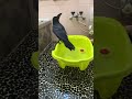 カラスのハッピーライブ！ハウスから出てきて水浴び、羽繕いしラストはパパに甘えるハッピー