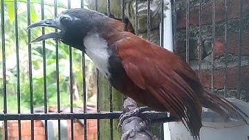 Burung Tepus Leher Putih Gacor Suara Jernih l Cocok Untuk Pancing Bunyi...