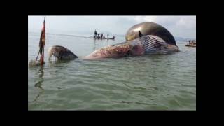 Sự thật động trời về  con cá voi 15 tấn  ở Nghệ An đã bị bưng bít