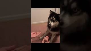 poor dog gets trolled - Best of 9gag #18