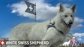 White Swiss Shepherd – All you need to know (Berger Blanc Suisse)