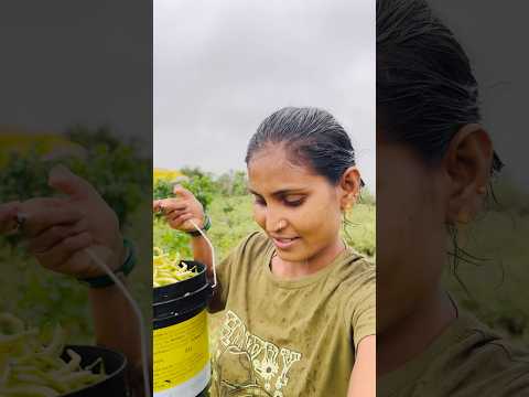 ચાલુ વરસાદે ચોળી વીણી☔️ #shortvideo #minivlog #village #kuldevimaa #love #kawar