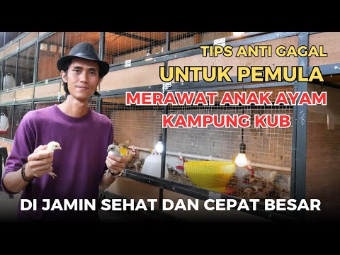 Cara Beternak Ayam Doc
