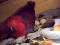 Eclectus parrot -  parrot nesting
