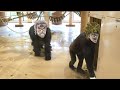 Gorilla's Bizarre Adventure