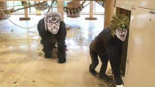 Gorilla's Bizarre Adventure