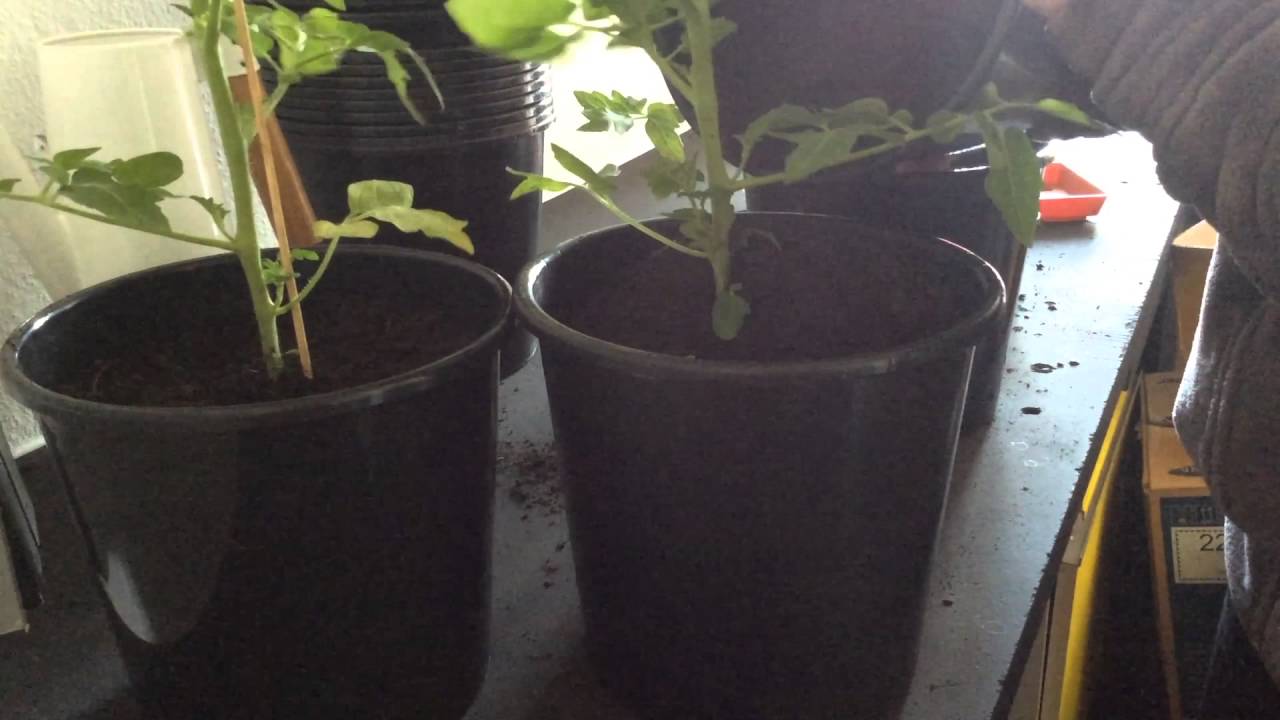 Honig Tomaten umpflanzen 2. mal Mexican Honey Zuckertraube YouTube