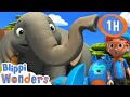  blippi learns about elephants  animals for kids  animal cartoons  funny cartoons