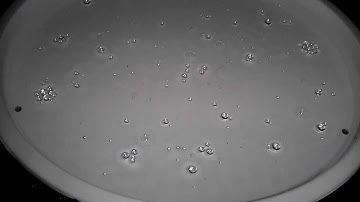 STOP the WALKERS - Waves Particles Droplet DUALITY