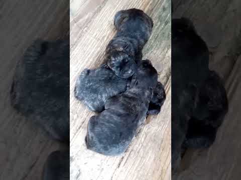 Cane sardo 1 giorno #собака #cane #cachorro #perros #chien #dog #puppy #filhotes #puppies #animals