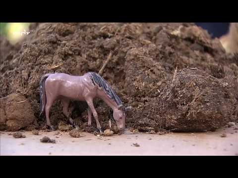 Video: Ziegenmist-Dünger: Ziegenmist im Garten