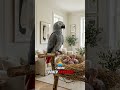 Cheated With a Vulture? #viral #parrot#shorts