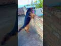GERMAN | SHEPHERD | LONG | COAT |