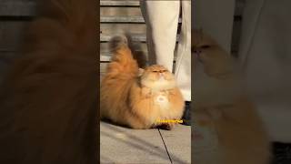 Baby, you're so cute! catwalking #cute #funny #catwalk