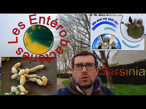 Vidéo: Infection Bactérienne (Yersinia) Chez Les Chinchillas
