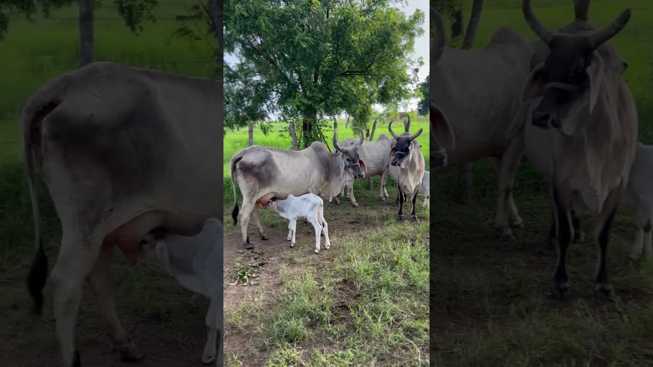 3 VACAS PARIDAS HOJE!! 😍😮🍼🥛🐂 #shorts