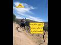 السوكارجي وصاحبو ركبو حصان وهرب بيهم الطيحة الواعرة والكلب واش دخله   
