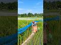 Why Do Farmers Cover Rice Fields With Nets! 🌾 😳 #shortsvideo