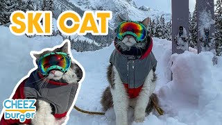 This Adventure Cat Has His Own Ski Pass