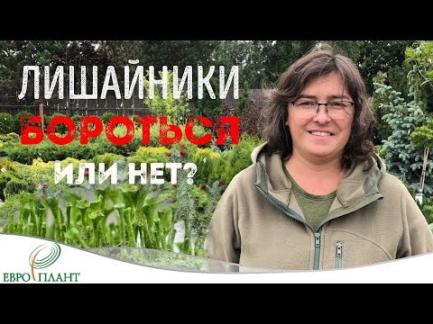 Лишайники на деревьях. Быть или не быть?