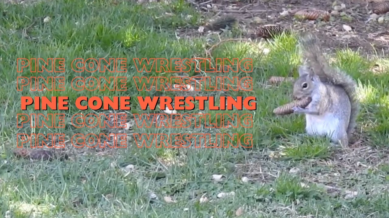 Playful Young Squirrels Zoomies and Pine Cone Wrestling YouTube