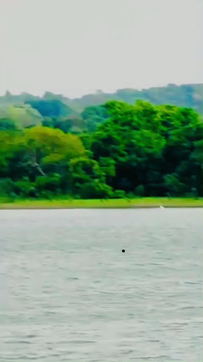 🌳🌿🌊Lssana Hurulu WAwa 🐊🐘