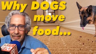 Does Your DOG Move Food to Another Place to Eat? Find out why...